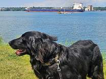 20250709_1algoma_bear_upto2harbors.jpg