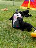 20160630_barb1.jpg