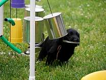 20160630_barb2.jpg