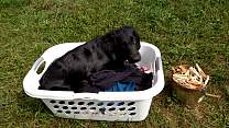 20160918_clothesbasket.jpg