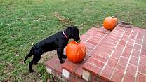 20161021_pumpkin.jpg