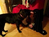 20170312_connieincrate.jpg
