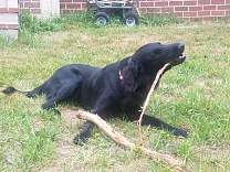 20170824_stick1.jpg
