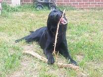 20170824_stick2.jpg