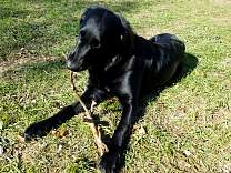 20171124_stick2.jpg