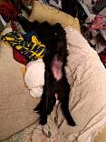 20200215_fcrsleepingposition.jpg