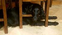 20200425_agateunderchairs.jpg