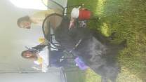 20200603_draughthorse.jpg