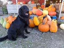 20201104_fusiler.jpg