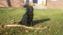 20201112_stickpumpkins.jpg