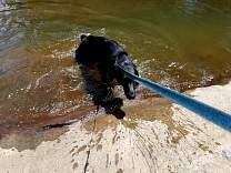 20170421_15lakefalmouthdamswim.jpg