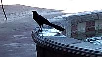 20200716_ravenbjschandler.jpg