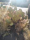 c5localpricklypearcactus.jpg
