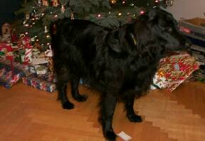 christmas-2001/penny-tree.jpg
