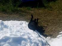 20170802_zamsnowsgagrandrapids2.jpg