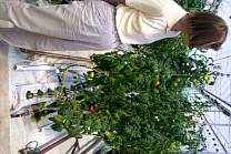 20040703hearstgreenhousetomatos.jpg