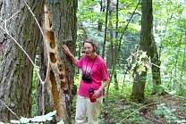 20080811porkiespileatedwoodpeekerholes.jpg
