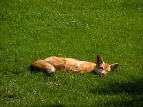 0210fox.jpg