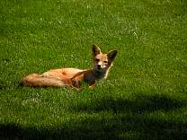 0214fox.jpg