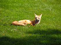 0215fox.jpg