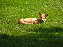 0216fox.jpg