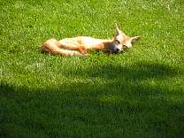 0217fox.jpg