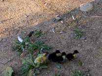 01ducks090102.jpg