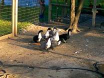 02ducks090102.jpg