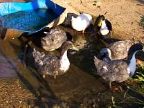 07ducks090102.jpg