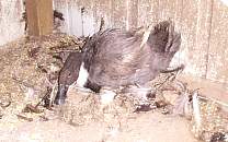old01henwithduckling.jpg