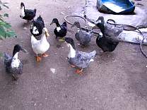 old02adultducks.jpg