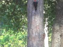 67breakfastpileatedwoodpeckeronwalkback.jpg
