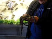 31octopus.jpg