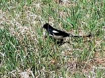 0105birdatgardenofthegods.jpg