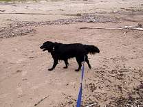lake-superior-2002/0206pennyonbeachneys.jpg