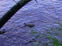 0710lakegogebicduck.jpg