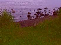 0711ducksinmorning.jpg