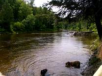 0210chutesdogswimarea.jpg