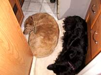0301twodogs.jpg