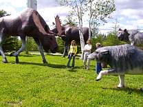 0307hearstmoose1.jpg
