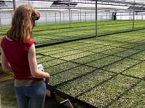 0401spruceseedlings.jpg