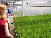 0402olderseedlings.jpg