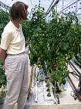 0407tomatosv.jpg
