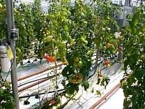 0408tomatos.jpg