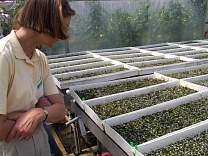 0409tinyseedlings.jpg