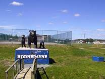 0501hornepaynebears.jpg