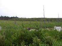 0202moose.jpg