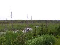 0203moose.jpg
