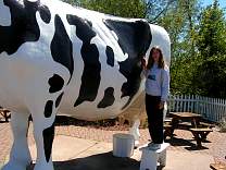 The Cow