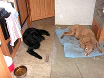 Minerva and Chessie